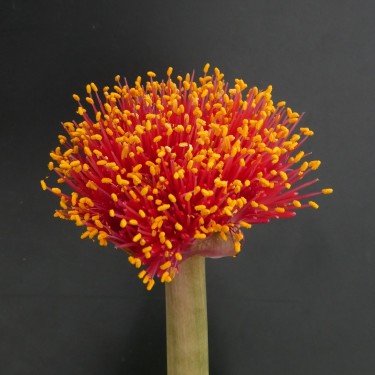 Haemanthus AlCo 'Fenna'