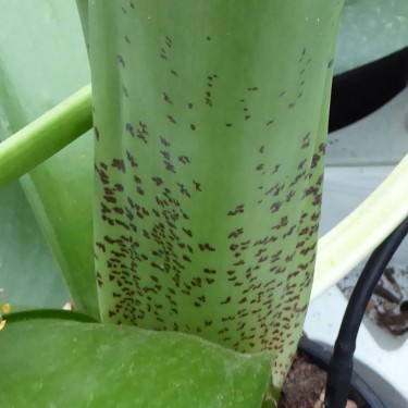 Haemanthus AlCo 'Fenna'