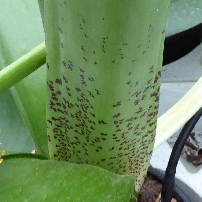 Haemanthus AlCo 'Fenna'