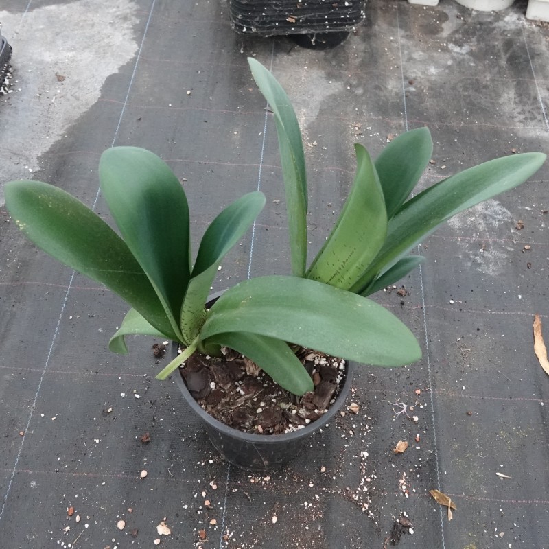 Haemanthus AlCo 'Fenna'