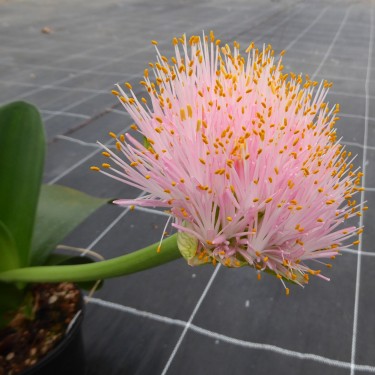 Haemanthus AlCo 'Amber'