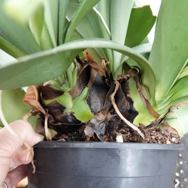 Haemanthus AlCo 'Amber'