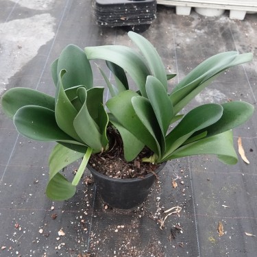 Haemanthus AlCo 'Rosa'