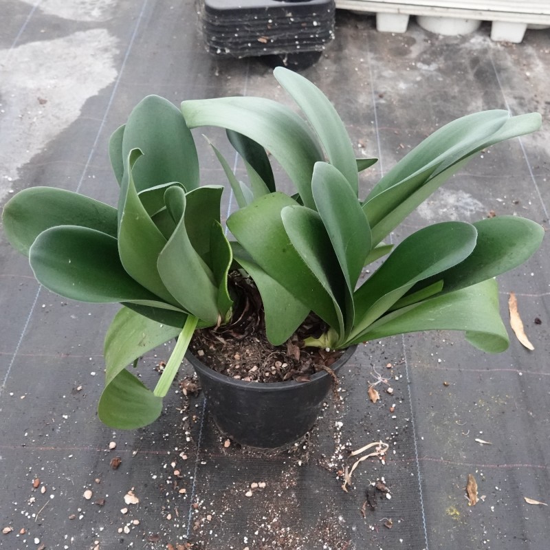 Haemanthus AlCo 'Rosa'