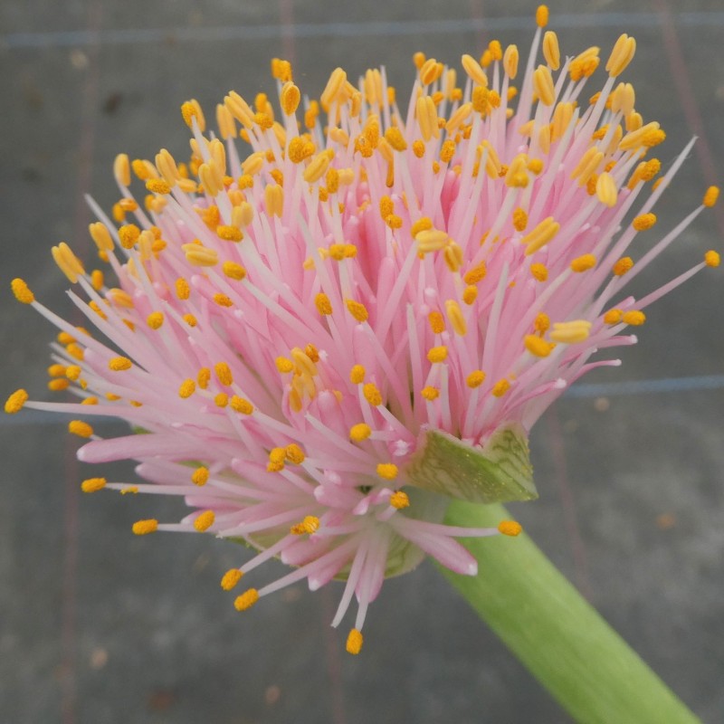 Haemanthus AlCo 'Tina'