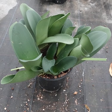 Haemanthus AlCo 'Tina'