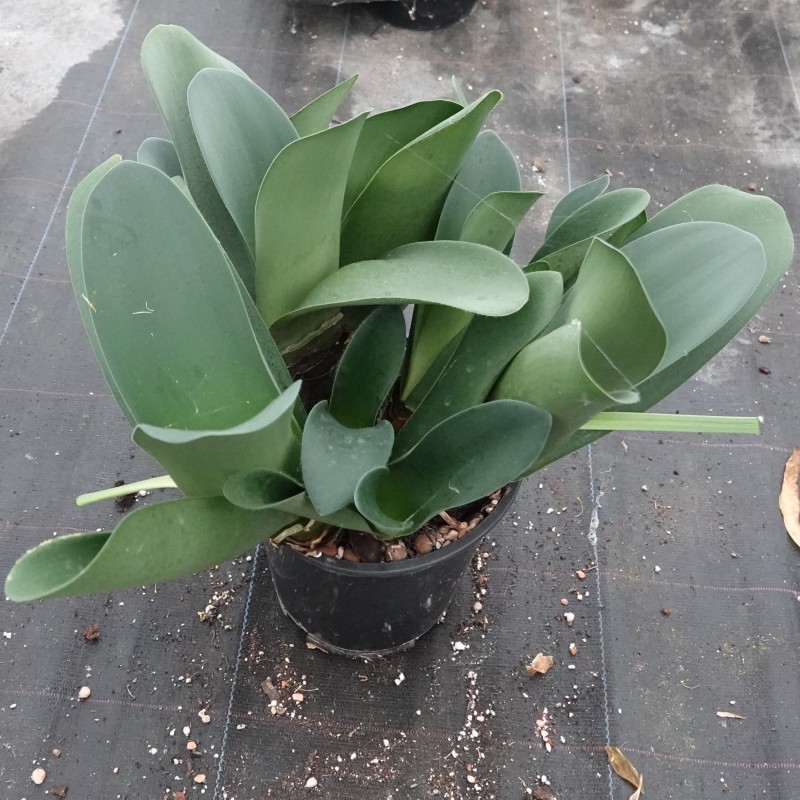 Haemanthus AlCo 'Tina'