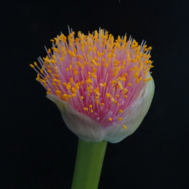 Haemanthus AlCo 'Dela'
