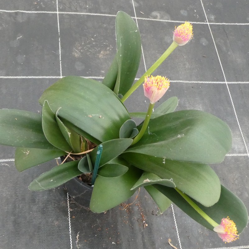 Haemanthus AlCo 'Dela'