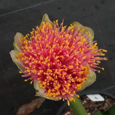 Haemanthus AlCo 'Gitte' -19 cm pot-