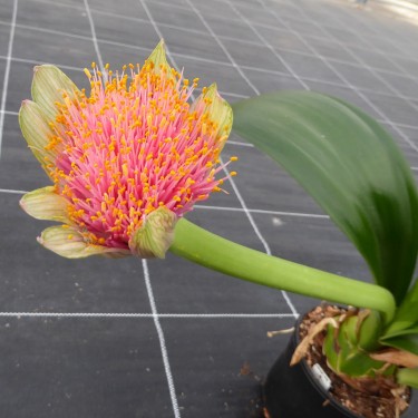Haemanthus AlCo 'Gitte' -19 cm pot-