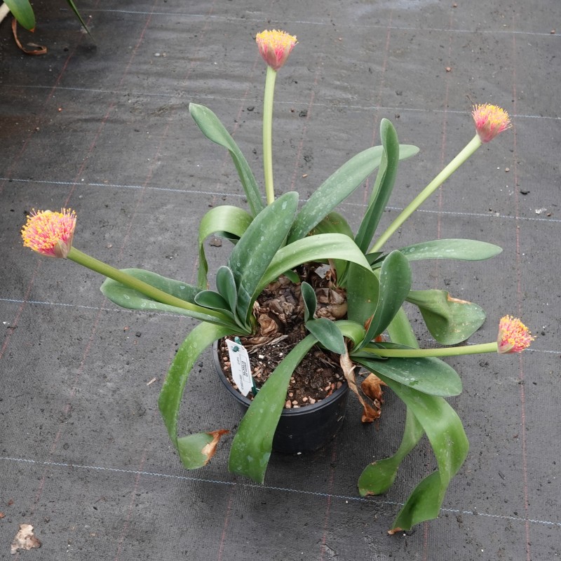 Haemanthus AlCo 'Gitte' -19 cm pot-