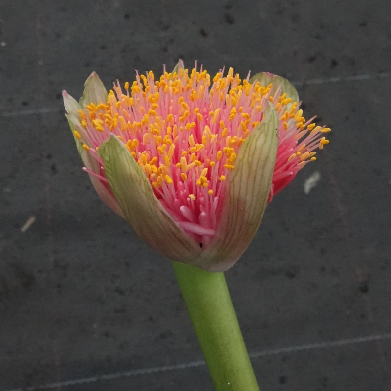 Haemanthus AlCo 'Gitte' -17 cm pot-