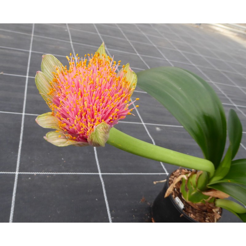 Haemanthus AlCo 'Gitte' -17 cm pot-