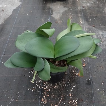 Haemanthus AlCo 'Gitte' -17 cm pot-