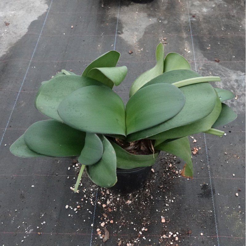 Haemanthus AlCo 'Gitte' -17 cm pot-