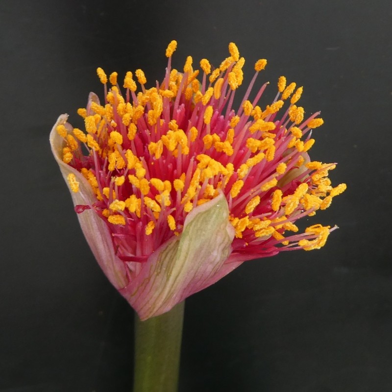 Haemanthus AlCo 'Jolie' 