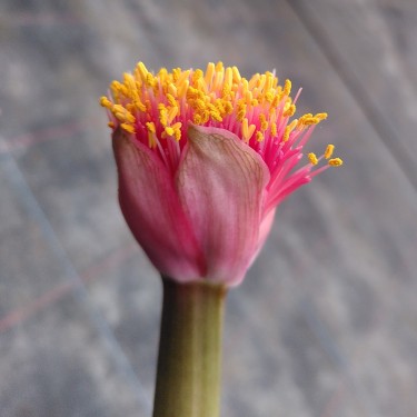 Haemanthus AlCo 'Jolie' 