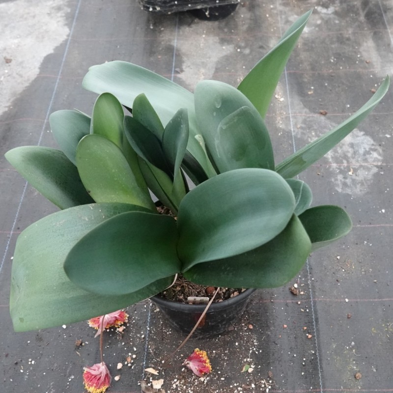 Haemanthus AlCo 'Jolie' 