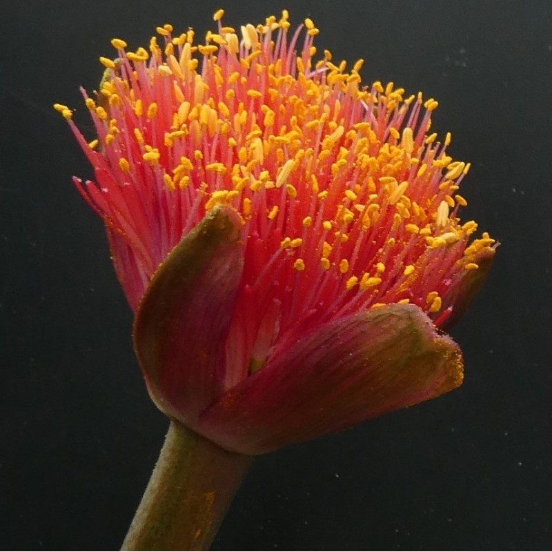 Haemanthus AlCo 'Uma' 