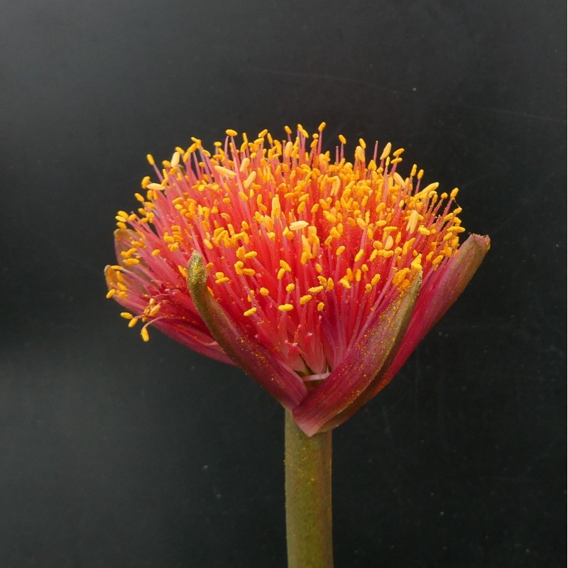 Haemanthus AlCo 'Uma' 