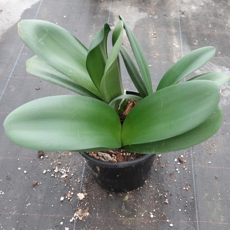 Haemanthus AlCo 'Uma' 