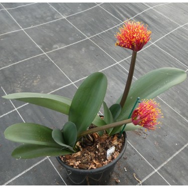 Haemanthus AlCo 'Uma' 