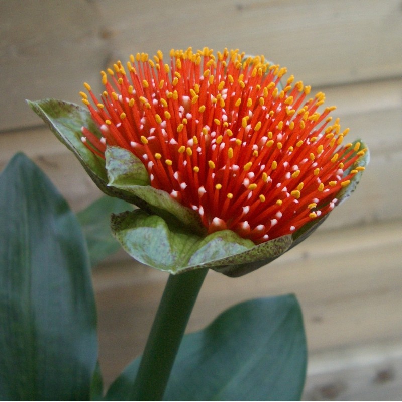 Scadoxus membranaceus Scadoxus membranaceus