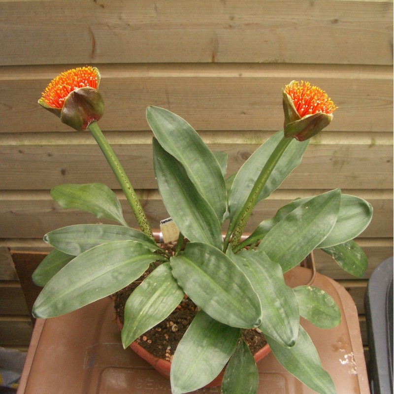 Scadoxus membranaceus Scadoxus membranaceus