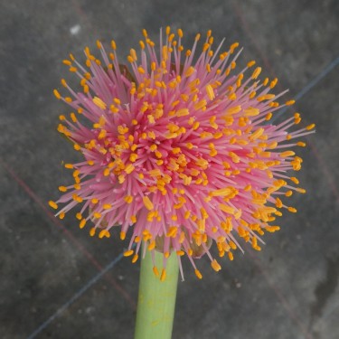 Haemanthus AlCo 'Amber'