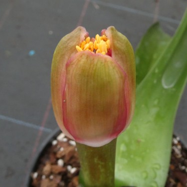 Haemanthus AlCo 'Fien' 