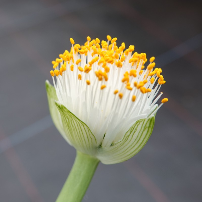 Haemanthus albiflos 09011-03