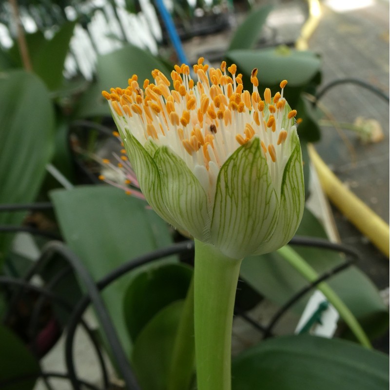 Haemanthus albiflos 09011-03