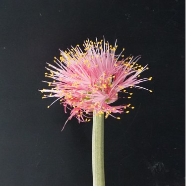 Haemanthus AlHuCo 'Jara'