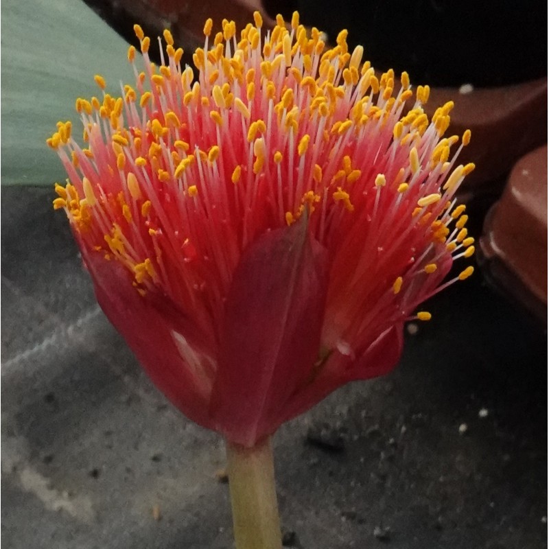 Haemanthus AlDeCo 'Erna'