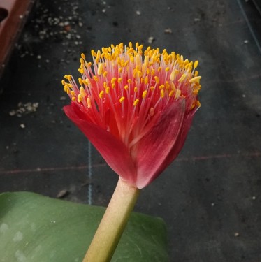 Haemanthus AlDeCo 'Erna'