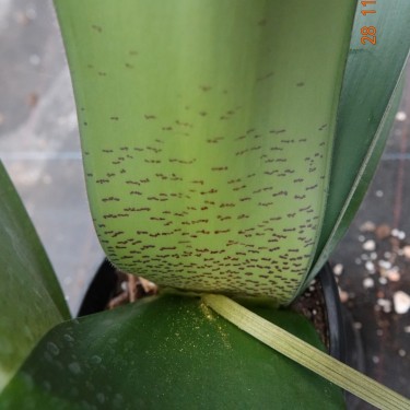 Haemanthus AlDeCo 'Erna'