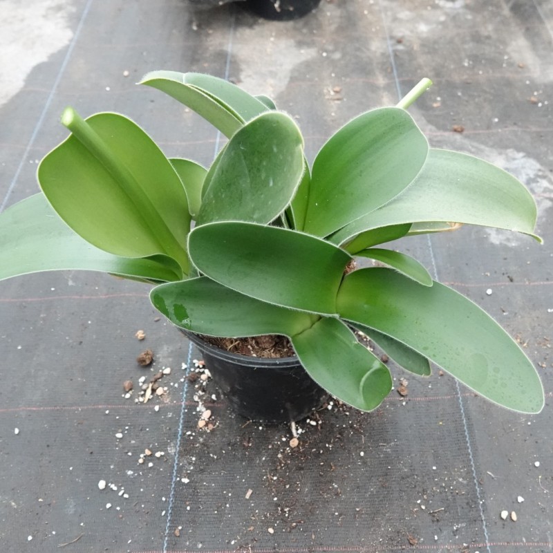 Haemanthus albiflos ‘Keiskamma River’