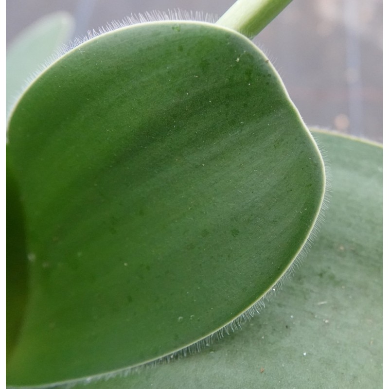 Haemanthus albiflos ‘Keiskamma River’