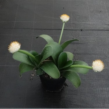 Haemanthus albiflos ‘Keiskamma River’