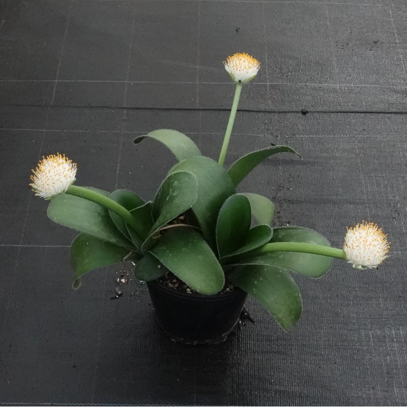 Haemanthus albiflos ‘Keiskamma River’