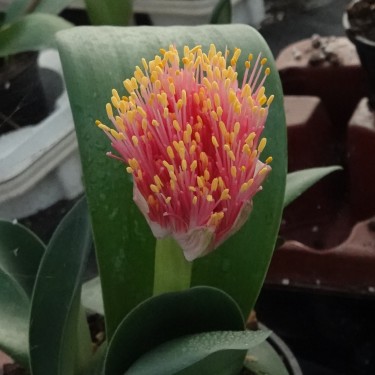 Haemanthus AlCo 'Heleen'