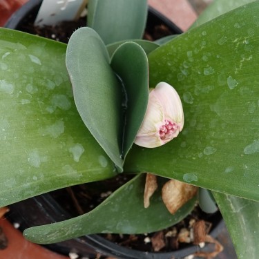 Haemanthus AlCo 'Heleen'