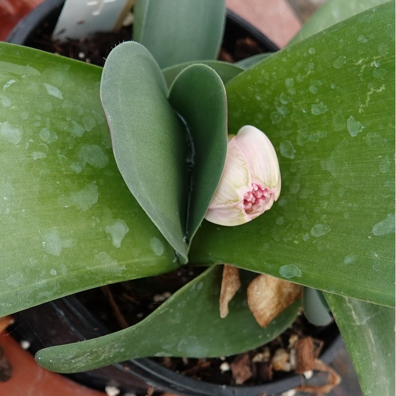 Haemanthus AlCo 'Heleen'