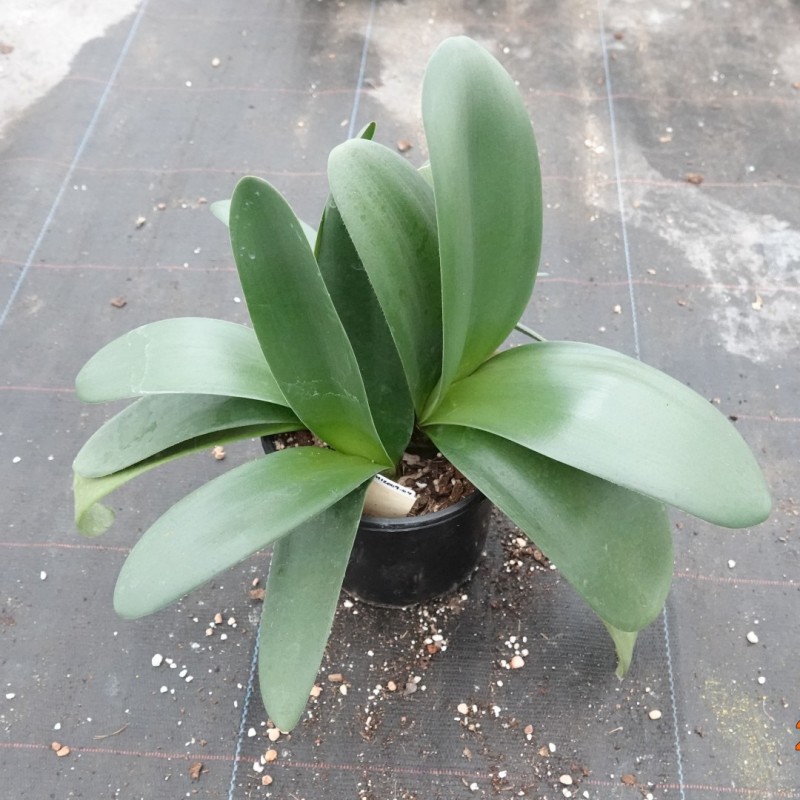 Haemanthus AlCo 'Heleen'