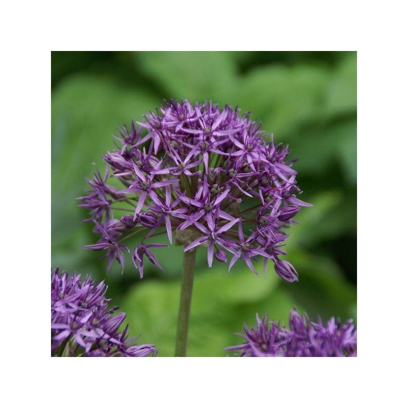 Allium 'Violet Beauty'