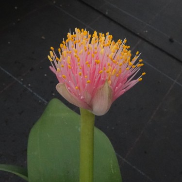 Haemanthus AlCo 'Irma'