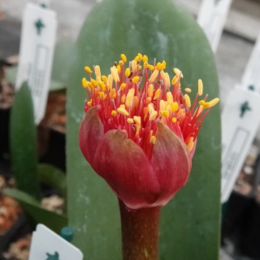 Haemanthus AlCo 'Klara'