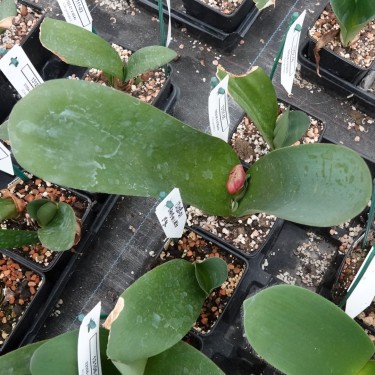 Haemanthus AlCo 'Klara'