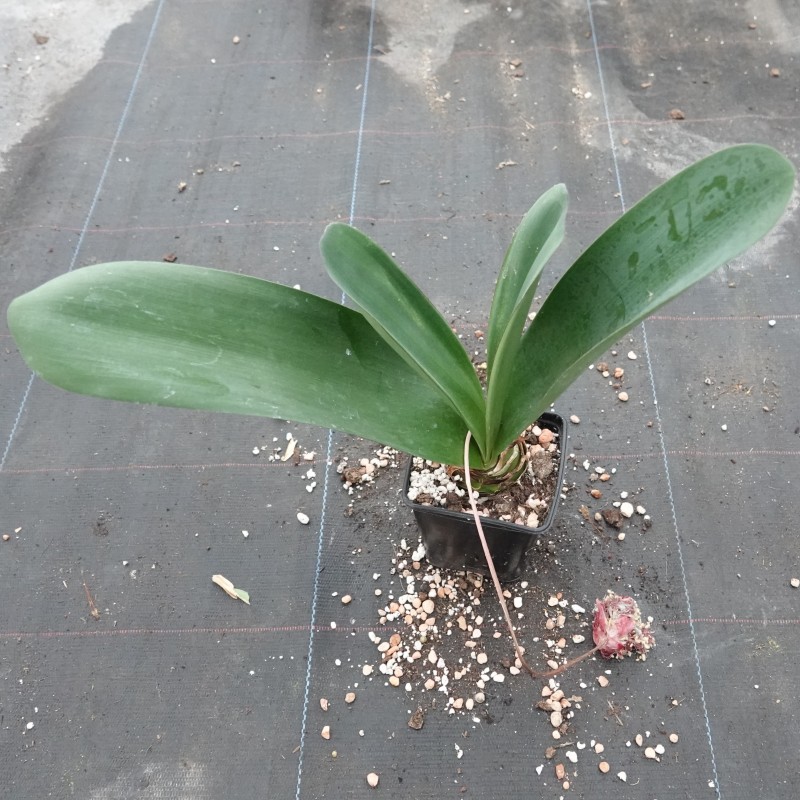 Haemanthus AlCo 'Klara'